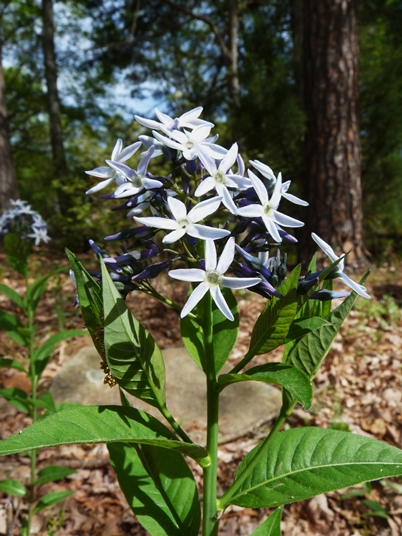 {Amsonia tabernaemontana}